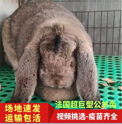 公羊兔活体宠物大型纯种