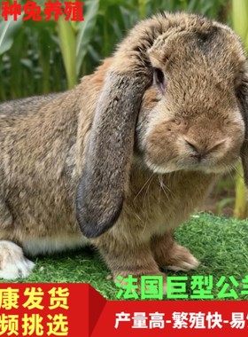 垂耳巨型公羊兔活体 纯种大体种兔幼兔 农家散养健康好养活