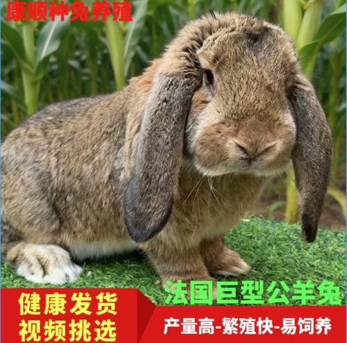 垂耳巨型公羊兔活体 纯种大体种兔幼兔 农家散养健康好养活