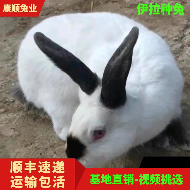 伊拉兔活体八点活物一对大型