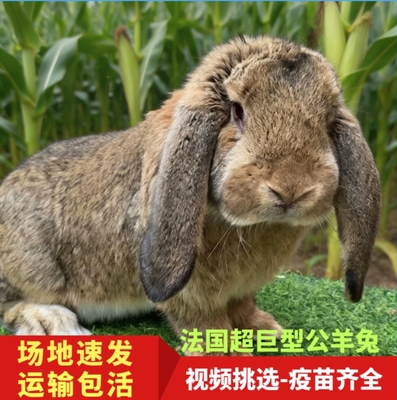 新西兰成年种兔活体繁殖怀孕