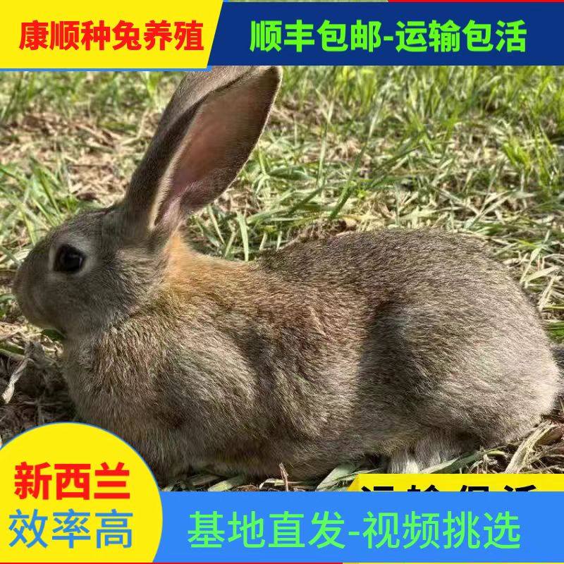 纯种比利时活体兔子新西兰巨型