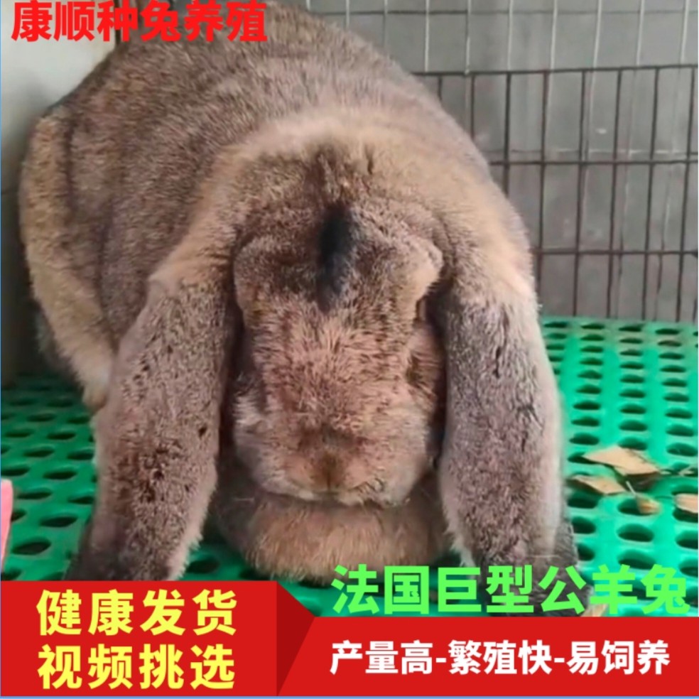 公羊兔活体宠物大型纯种