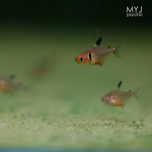 南美小型观赏鱼- 潘塔纳尔扯旗 潘旗【梦游家水族】