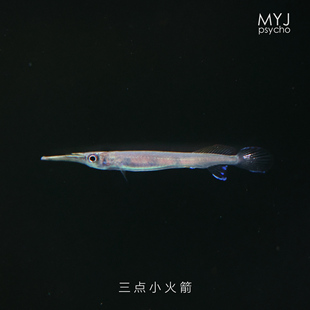 东南亚小型观赏鱼- 齿鱵 双金线水针/黑金水针、三点小火箭
