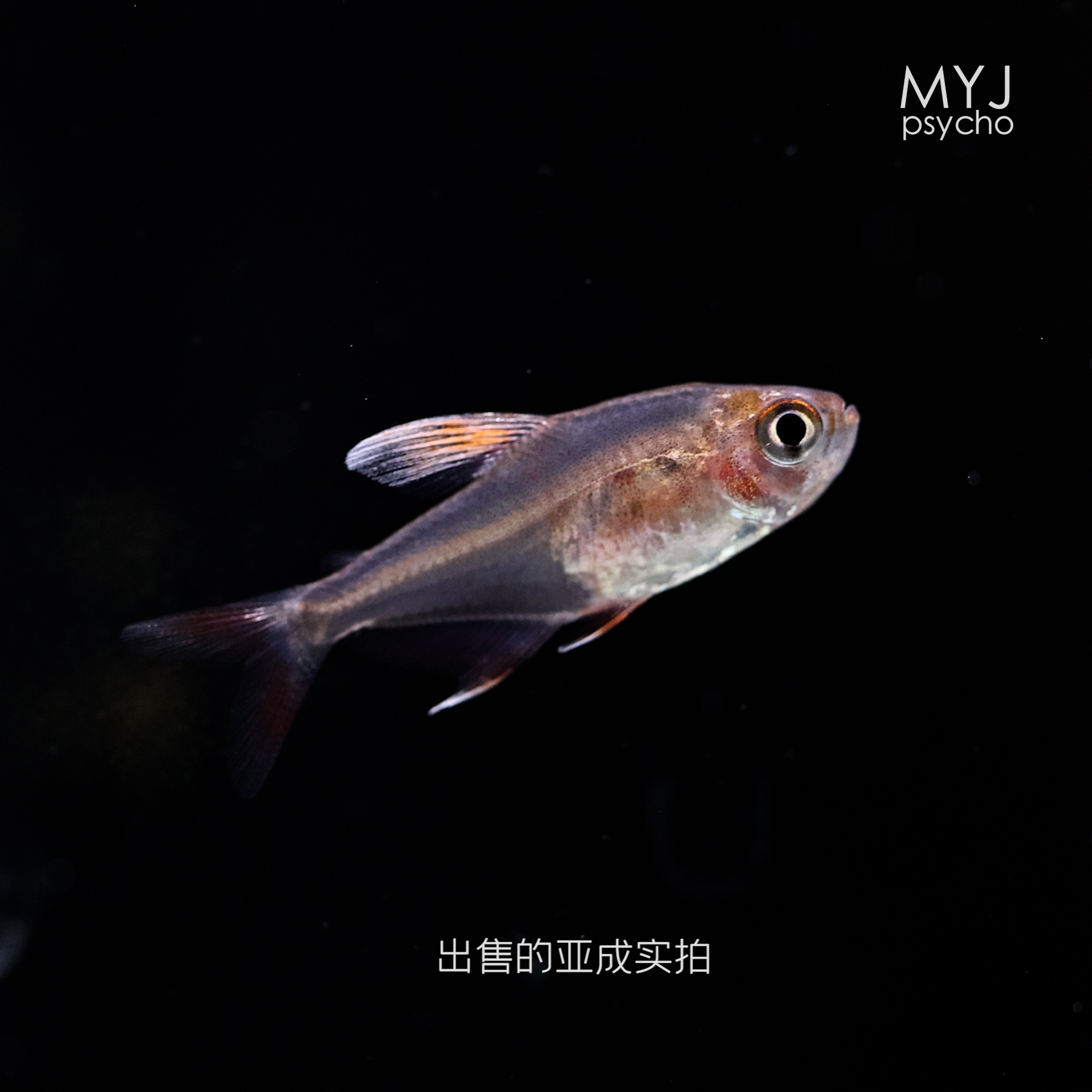 南美小型观赏鱼 - 白翅玫瑰扯旗 人工改良白翅表现【梦游家水族】