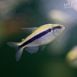南美小型观赏鱼- 白金柠檬蓝帝魔鬼 三型【梦游家水族】
