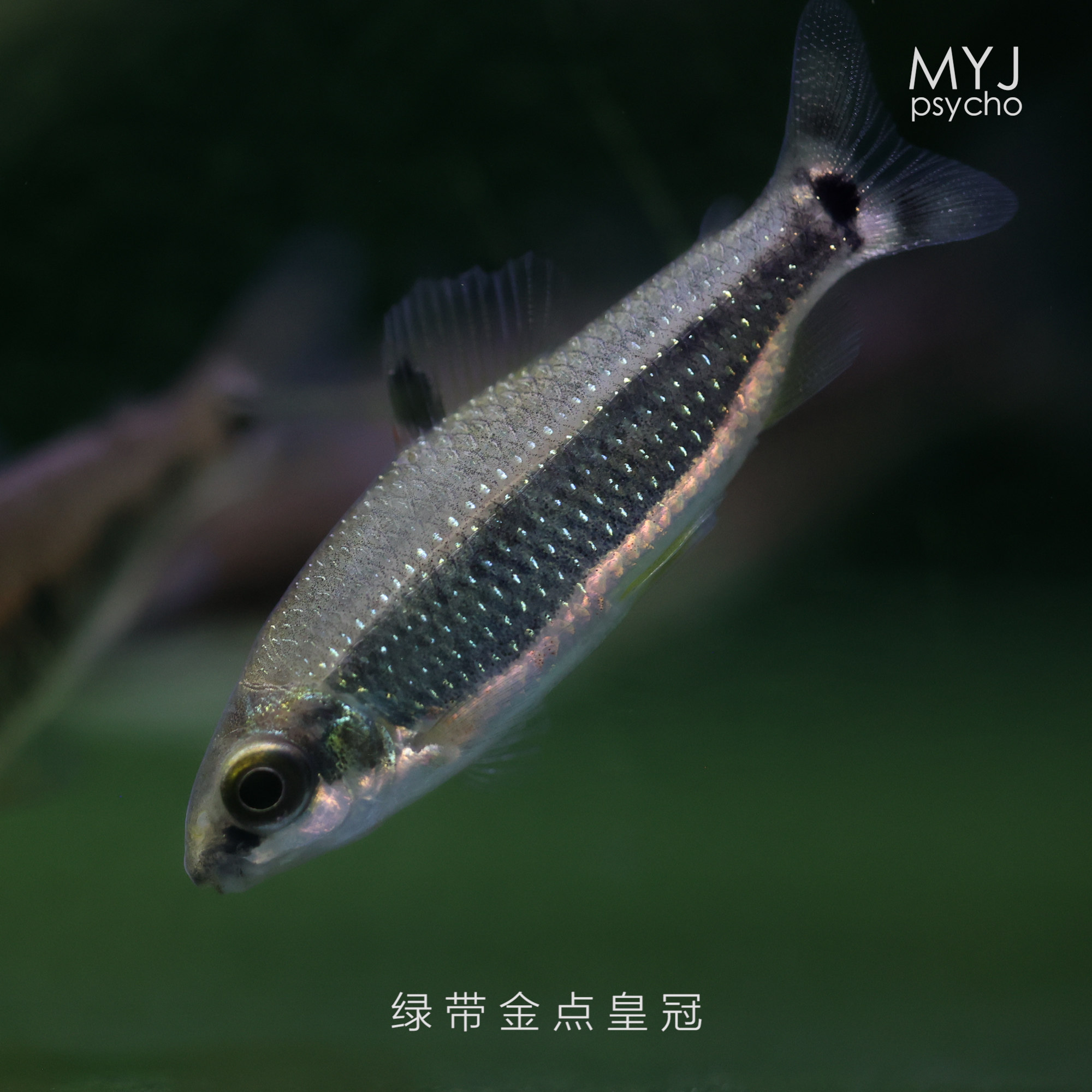 非洲中小型观赏鱼- 绿带金点皇冠 sp 红色闪电【梦游家水族】