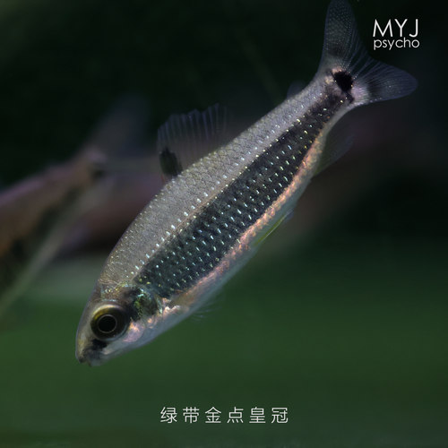 非洲中小型观赏鱼- 绿带金点皇冠 sp 红色闪电【梦游家水族】