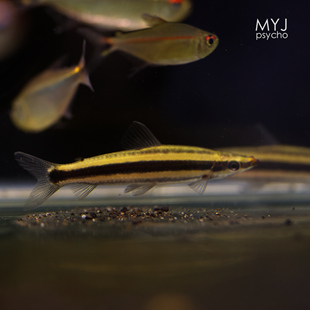 南美中小型观赏鱼 特纳兹大铅笔