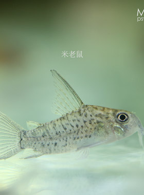 南美小型观赏鱼-鼠鱼合集【梦游家水族】