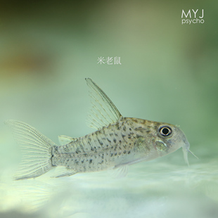 南美小型观赏鱼-鼠鱼合集【梦游家水族】