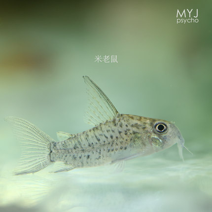 南美小型观赏鱼-鼠鱼合集【梦游家水族】