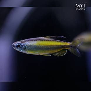 梦游家水族 非洲中小型观赏鱼 黄金二线刚果