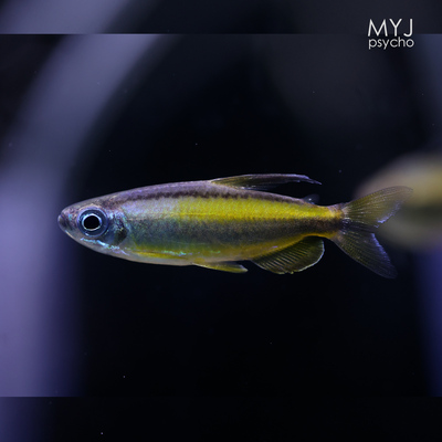 非洲中小型观赏鱼-黄金二线刚果 【梦游家水族】