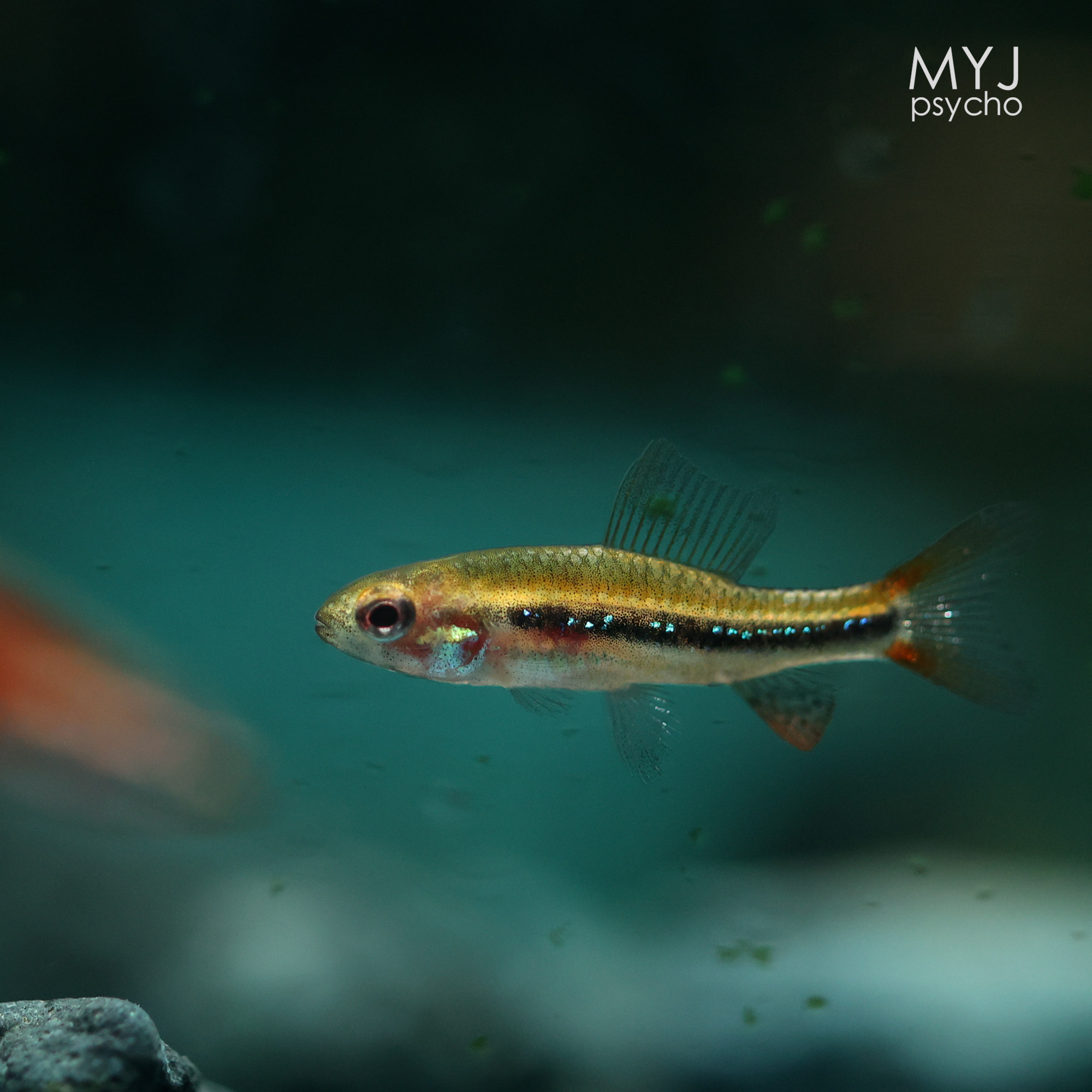 南美小型观赏鱼-珍珠灯 【梦游家水族】