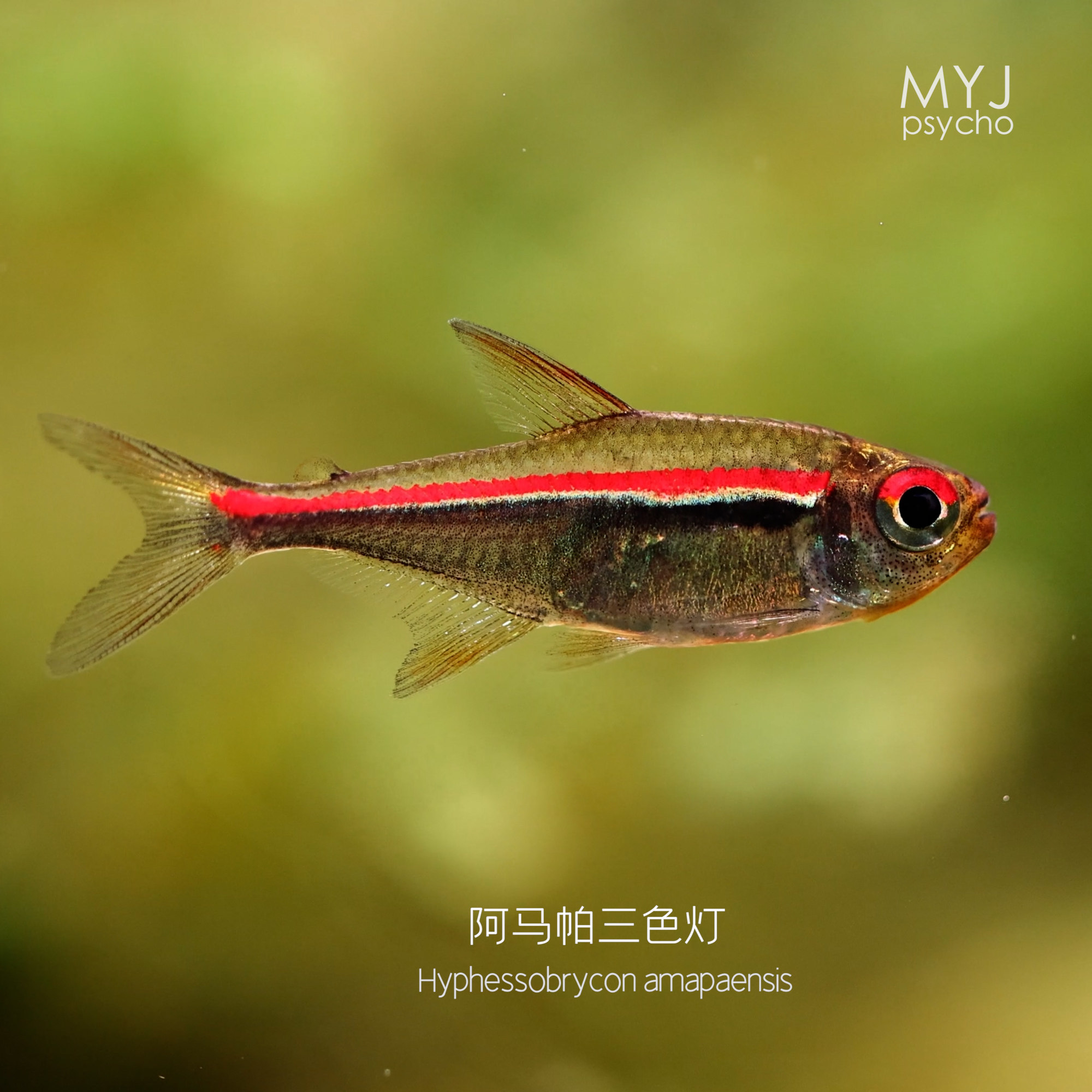 阿马帕三色灯，目线类南美小型观赏鱼【梦游家水族】