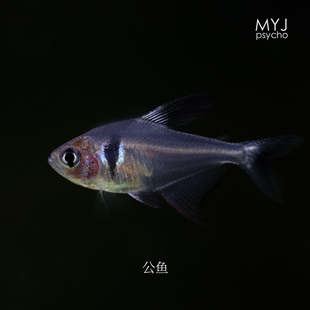 南美小型观赏鱼 黑幻影扯旗 【梦游家水族】