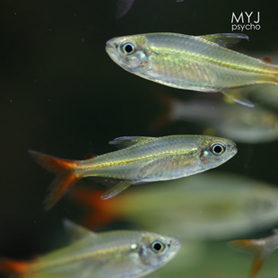 南美中小型观赏鱼- 红尾科佩伊【梦游家水族】