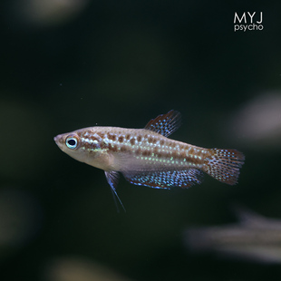 东南亚小型观赏鱼-小叩叩鱼 小扣扣鱼 【梦游家水族】