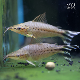 南美中小型观赏鱼-飞凤战车鼠【梦游家水族】