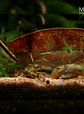 南美小型观赏鱼-南美产小精灵合集 清除褐藻菌膜【梦游家水族】