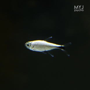 南美小型观赏鱼-蓝线金灯【梦游家水族】