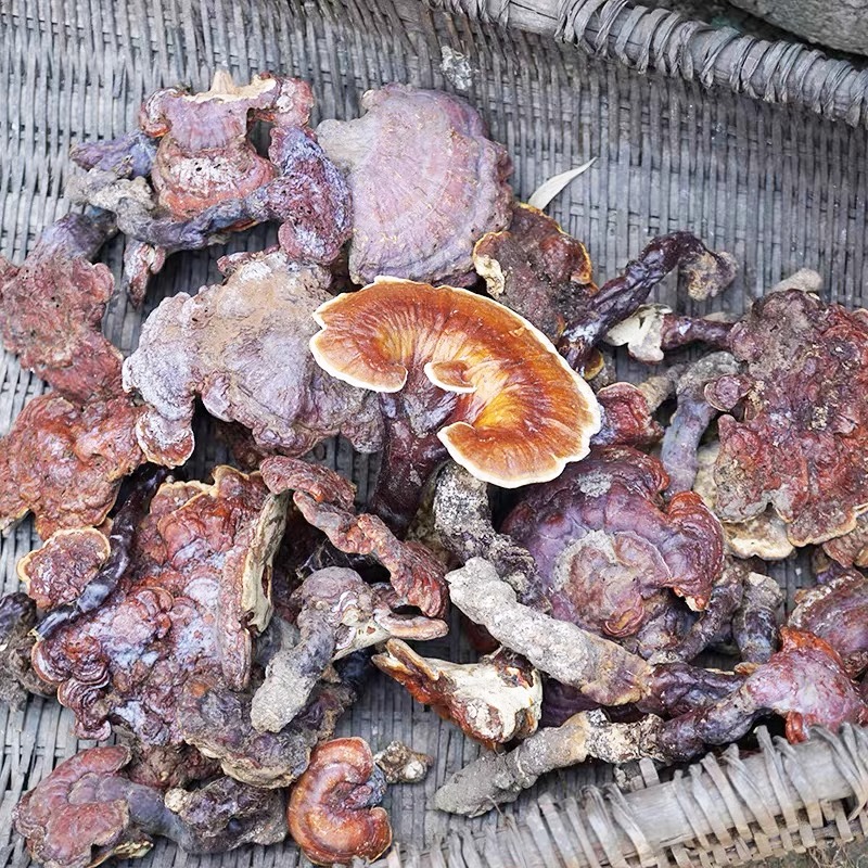 神农架野生灵芝深山正品赤灵芝整个可泡酒非切片孢子粉可打粉切片