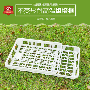 耐高温组培盘箱马铃薯培育框托盘塑料筐周转筐白色防老化高韧性