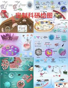 科研绘图代画期刊封面医学插画TOC通路机制图