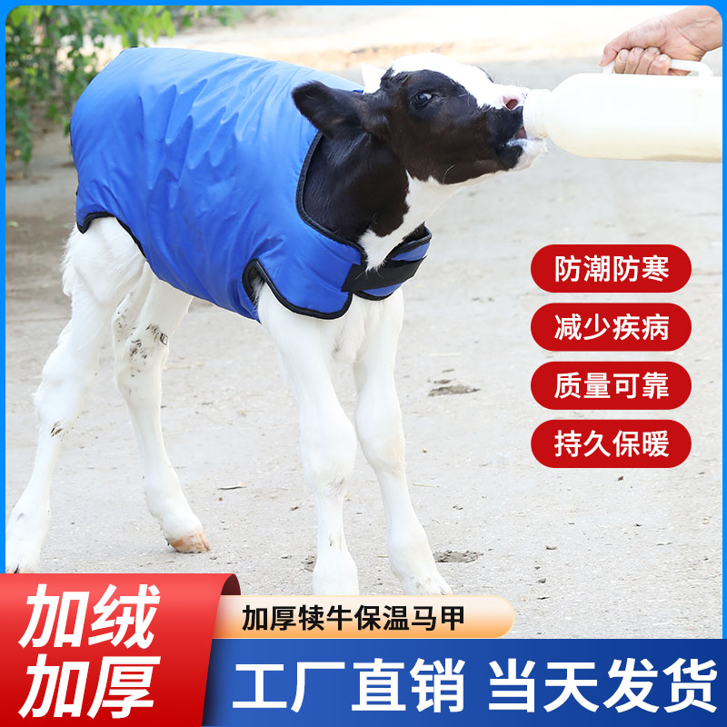 牛犊保暖马甲新生牛犊加厚马甲