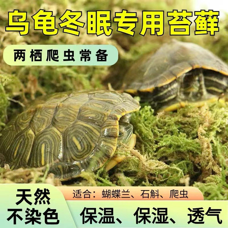 爬宠蜥蜴苔藓角蛙乌龟过冬眠青苔