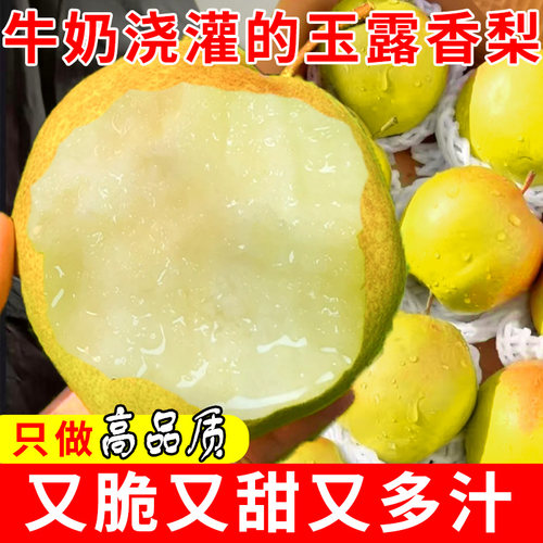 正宗山西运城玉露香梨酥脆多汁甜