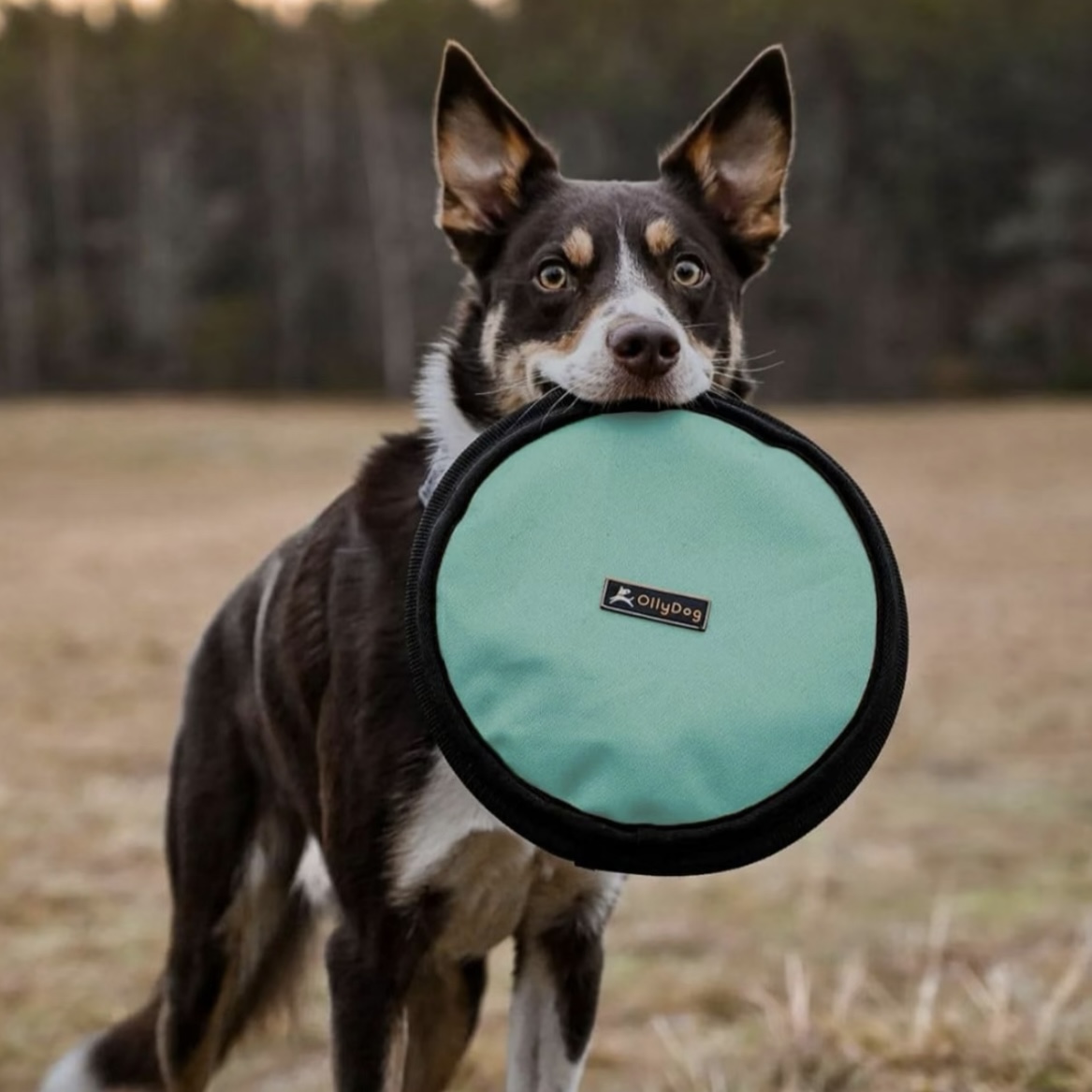 美国Ollydog狗狗飞盘柔韧轻盈超级好用!专用训练飞盘宠物解闷飞盘