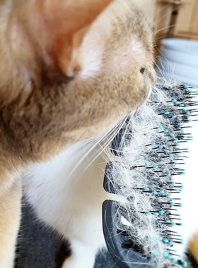 EL AMIGO宠物猫狗通用猪鬃梳按摩弹性梳去浮毛按摩