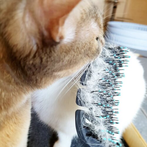 EL AMIGO宠物猫狗通用猪鬃梳按摩弹性梳去浮毛按摩