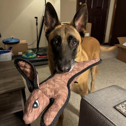 中大型宠物犬帆布洁牙玩偶