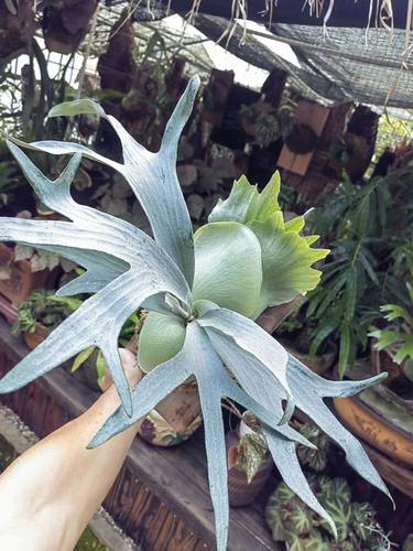 白二歧鹿角蕨，新手可入，可上板，板植家居百搭网红热植鹿角蕨