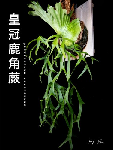 皇冠鹿角蕨，18种原生鹿角蕨之一，好养，新手可入，板植室内热植