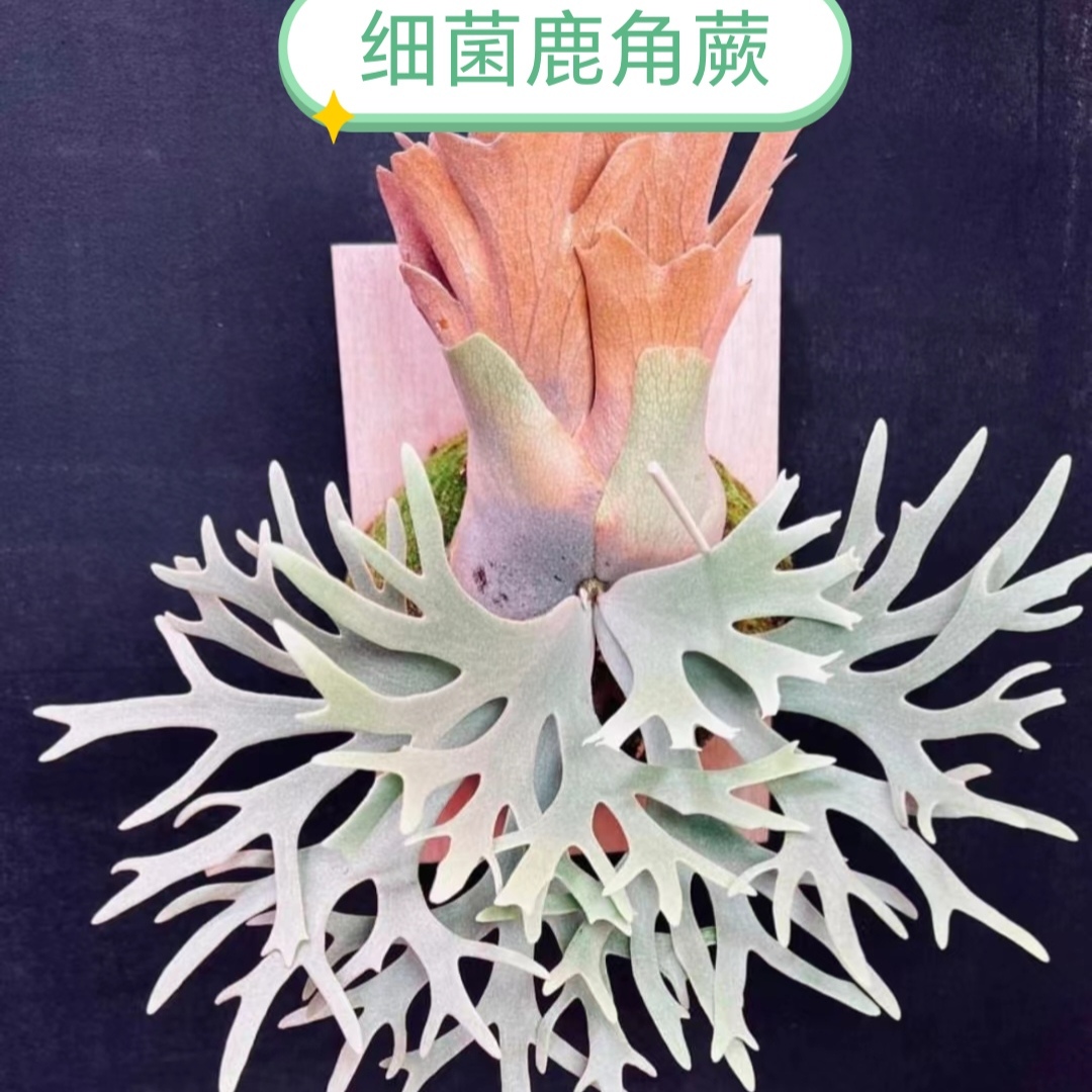 细菌鹿角蕨，侏儒细菌鹿角蕨，侏儒六神兽，店铺爆款，一物一拍