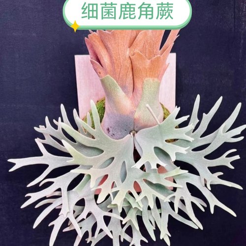 细菌鹿角蕨，侏儒细菌鹿角蕨，侏儒六神兽，店铺爆款，一物一拍