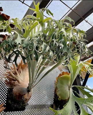 雷电鹿角蕨，猫路易斯交Ar澳本河银鹿，立叶细高刺冠鹿王好养耐寒