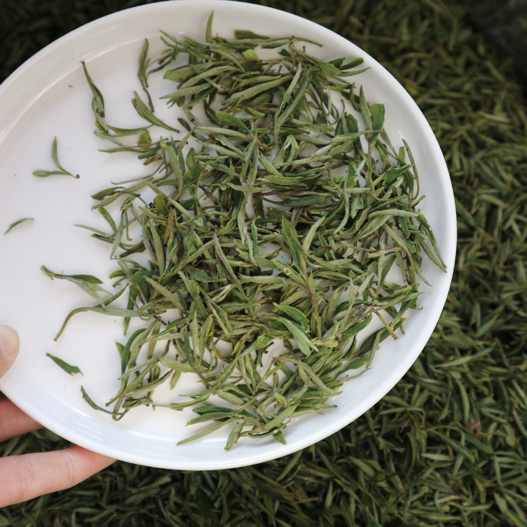 黄山大叶种毛峰特级自饮装100g