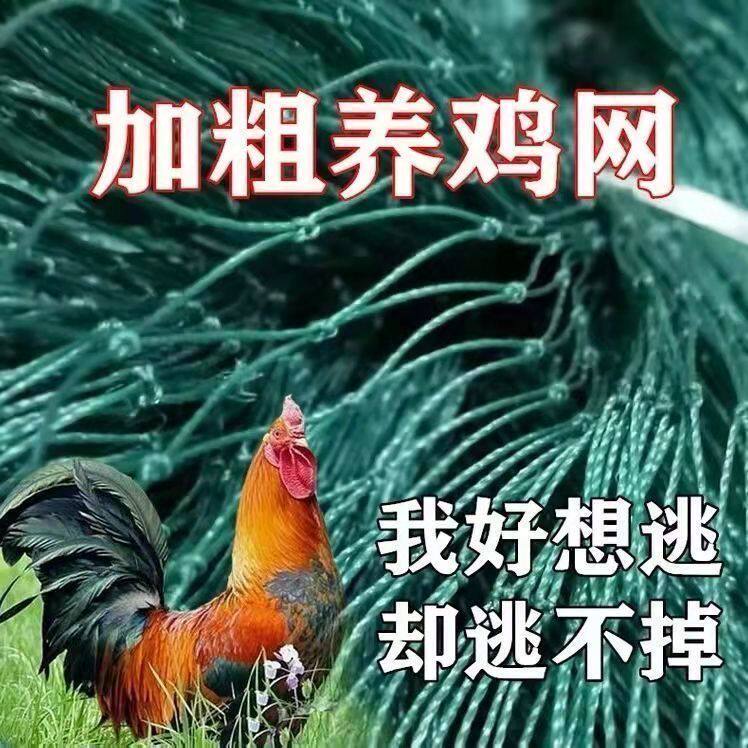 养鸡网拦鸡网围网养殖网围栏网尼龙网菜园围网山鸡网防鸡网拦鸡网