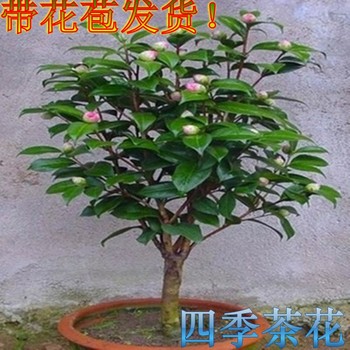 茶花盆栽山茶花树苗花卉观花植物室内花苞好养四季易活开花不断F