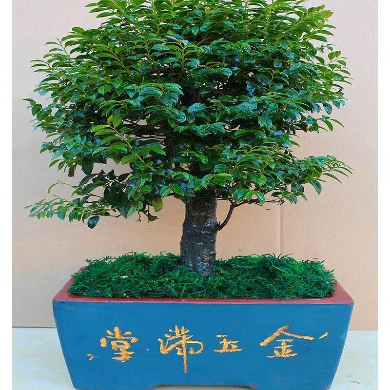 四季常青植物独桩小叶紫檀盆景树桩室内客厅办公桌面绿植单杆老桩