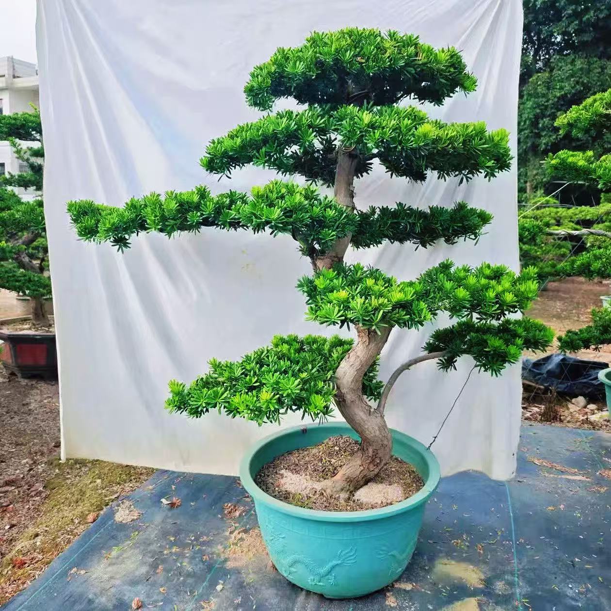 正宗罗汉松老桩盆景好养图片