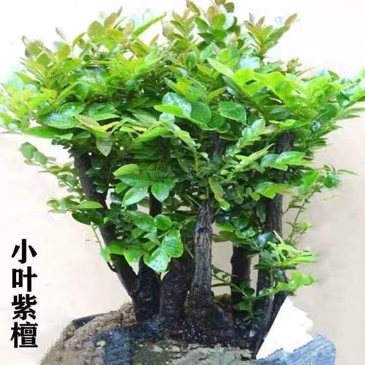 原生小叶紫檀盆景落地盆栽好养