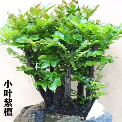 原生小叶紫檀盆景落地盆栽好养