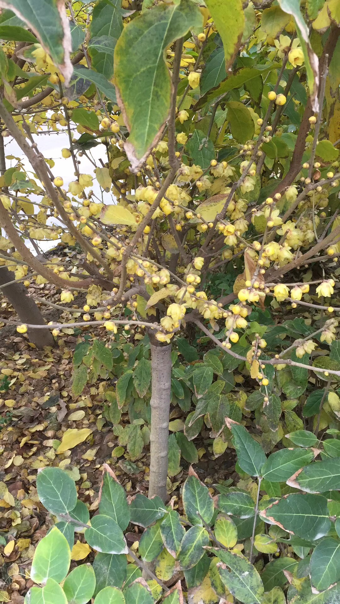 鄢陵腊梅高杆嫁接素心树状庭院冬季开花黄色浓香年宵花耐寒好养